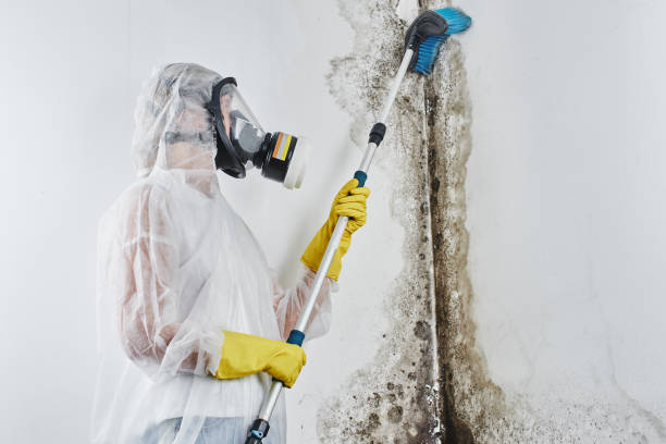 Best Black Mold Remediation in Durand, MI