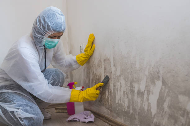 Best DIY Mold Remediation Support Services in Durand, MI