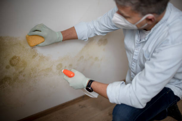 Best Emergency Mold Remediation in Durand, MI